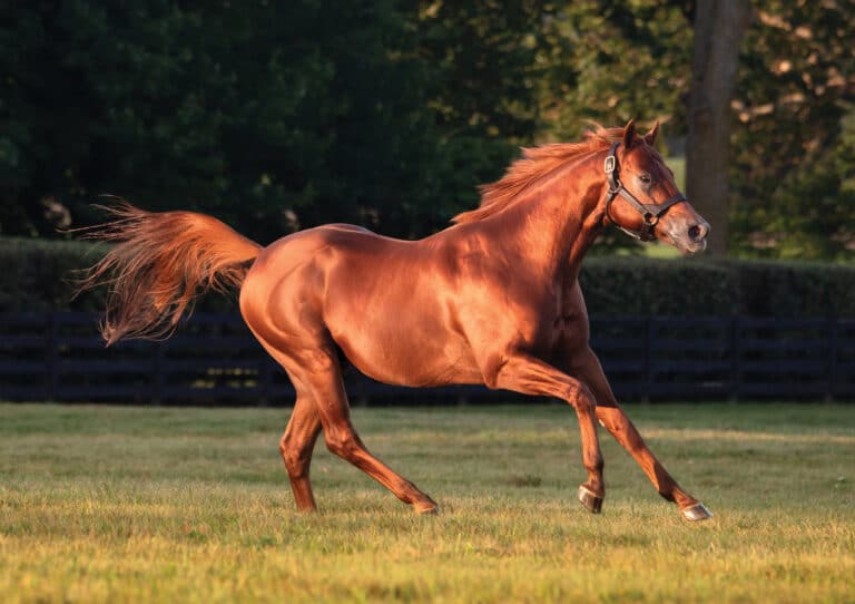 Vekoma | 2025 Paddock | Kendall Wucker