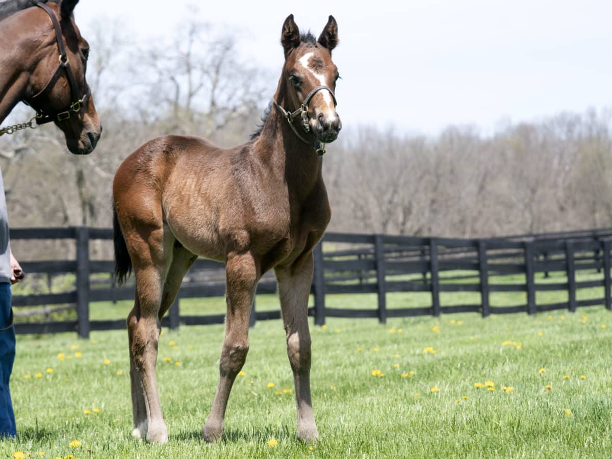 Galloping Ami colt | Pictured at 21 days old | Bred by Tall Oaks Farm | Mathea Kelly photo