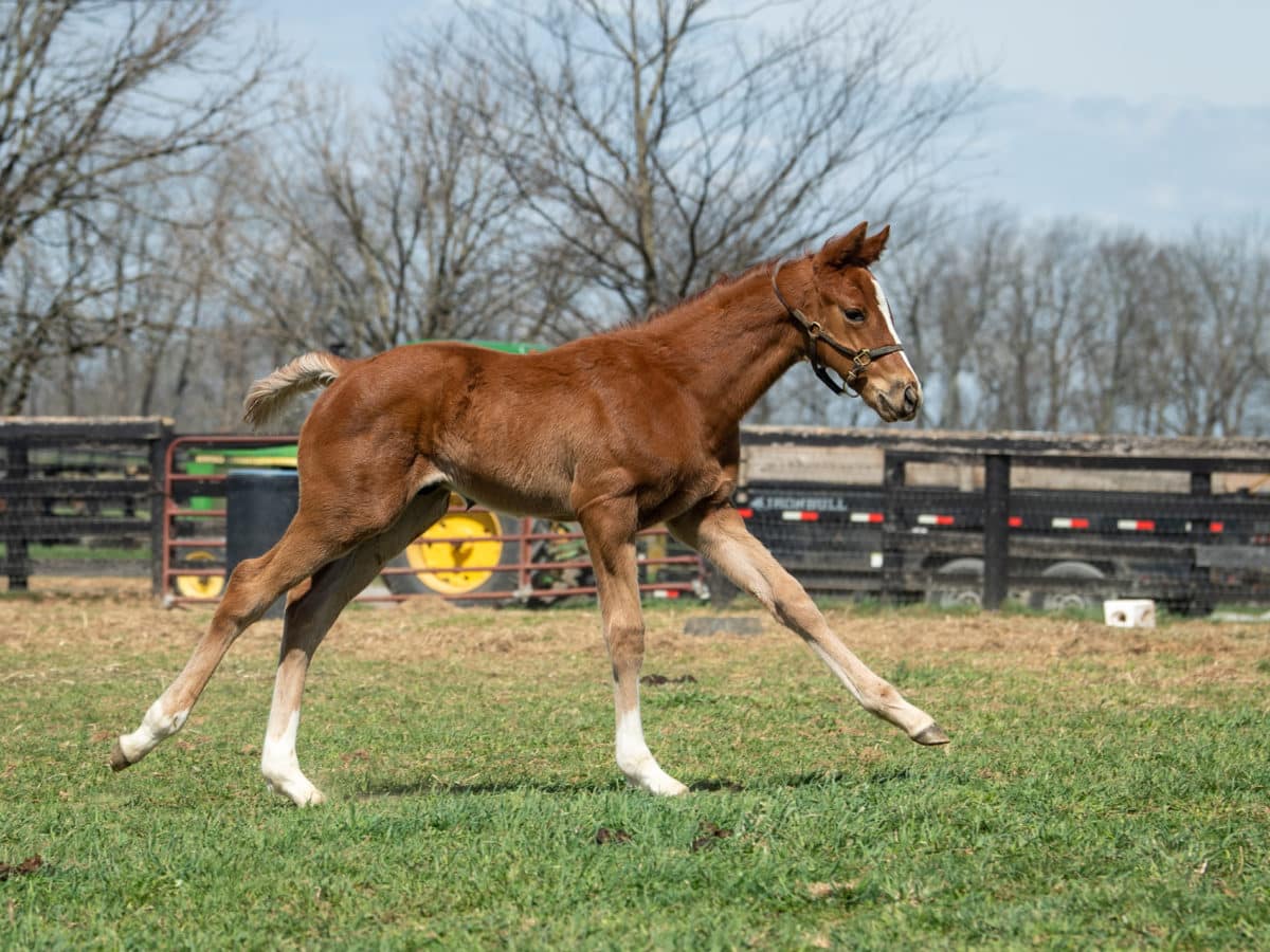 Grandtessa colt | Pictured at 34 days old | Bred by E. H. Beau Lane | Autry Graham photo