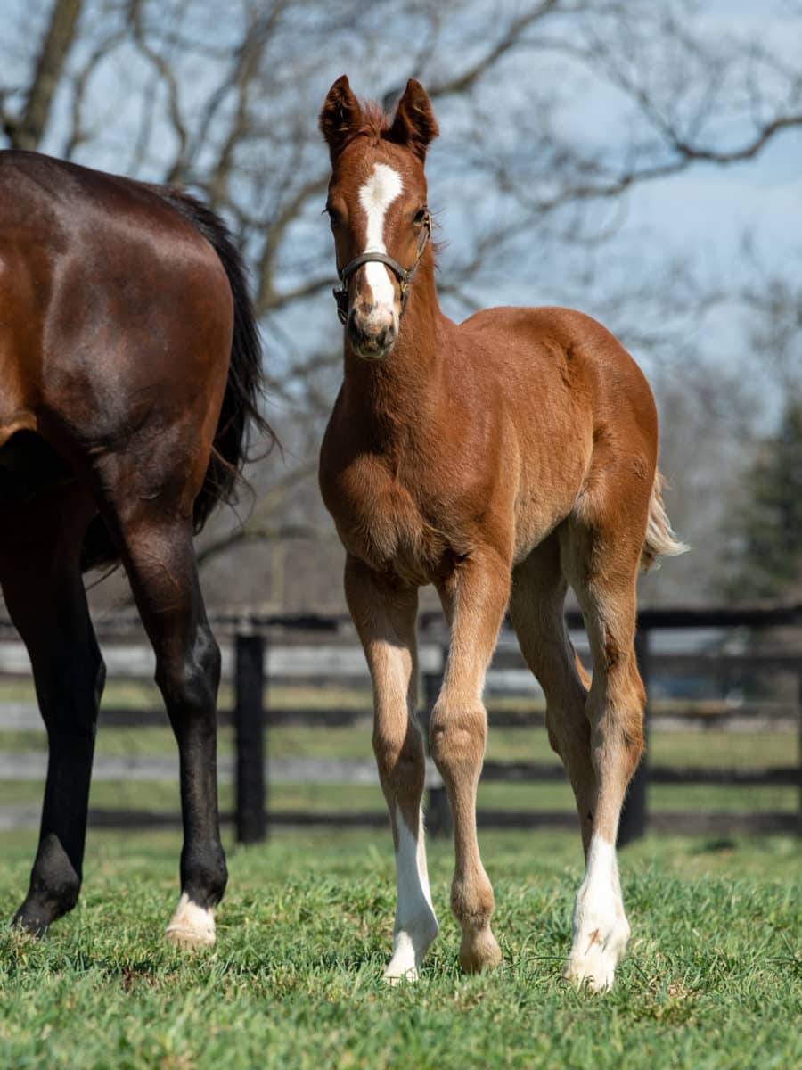 Grandtessa colt | Pictured at 34 days old | Bred by E. H. Beau Lane | Autry Graham photo