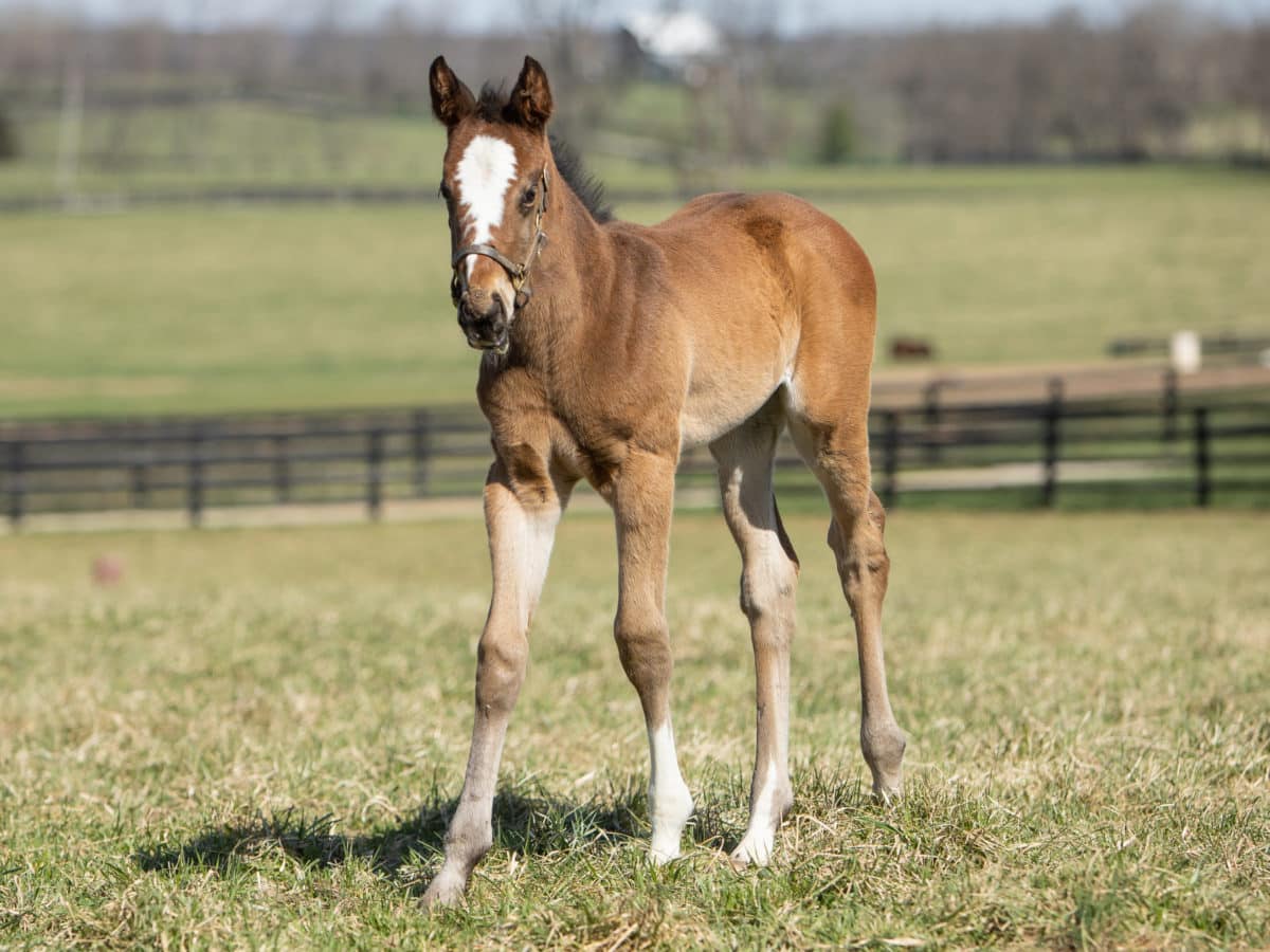 New York Groove filly | Pictured at 26 days old | Bred by Woodford Thoroughbreds