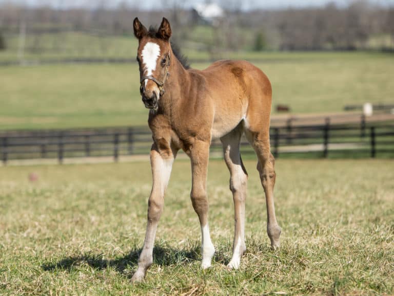 New York Groove filly | Pictured at 26 days old | Bred by Woodford Thoroughbreds