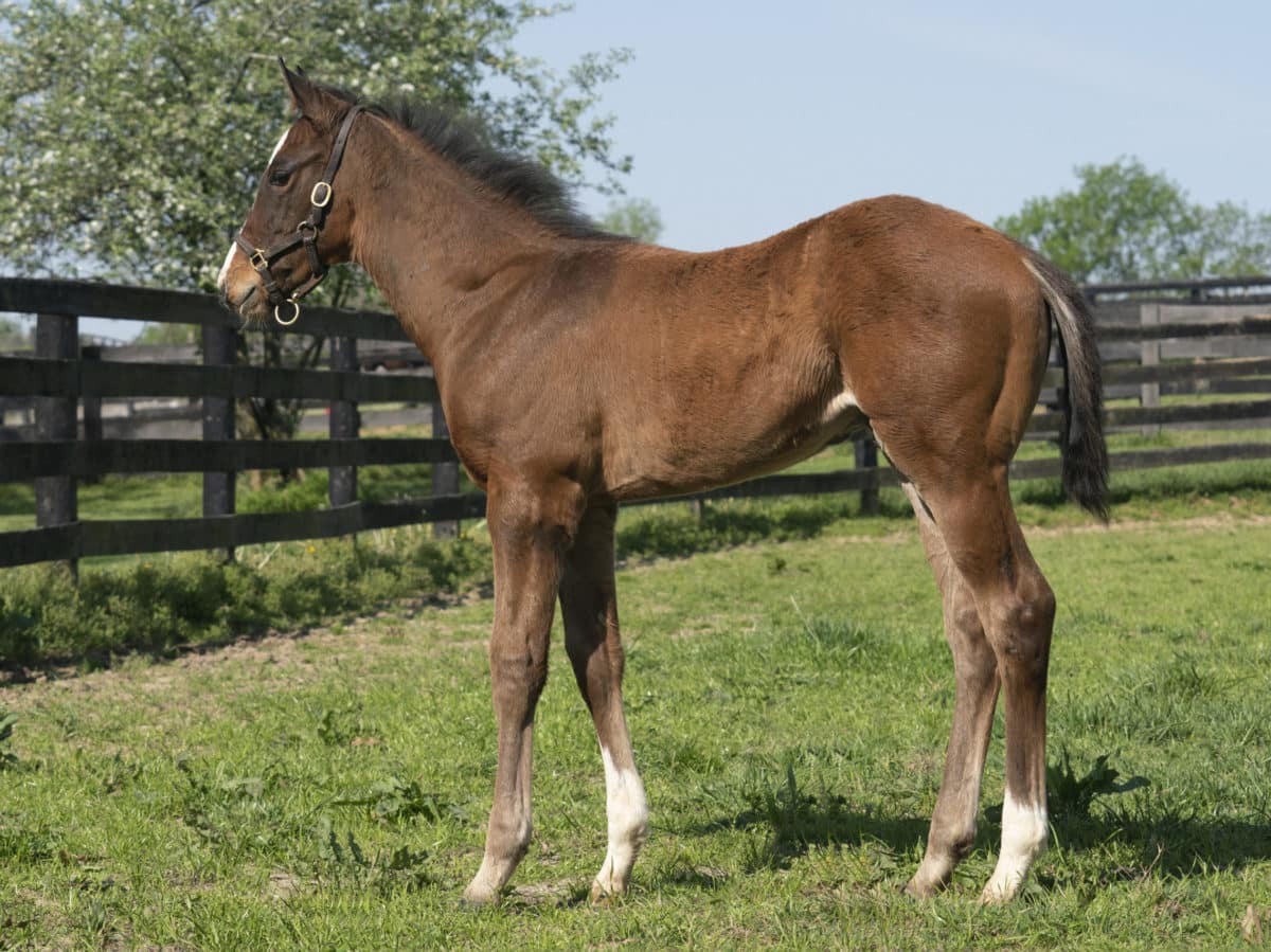 Pantanal colt | Pictured at 55 days old | Bred by Haymarket Farm | Mathea Kelly photo