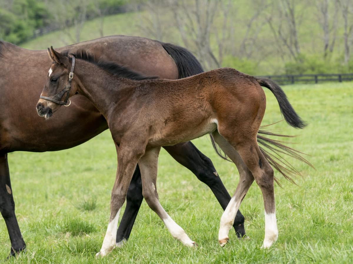 Parade of Roses colt | Pictured at 8 weeks old | Bred by KatieRich Farms | Mathea Kelly photo