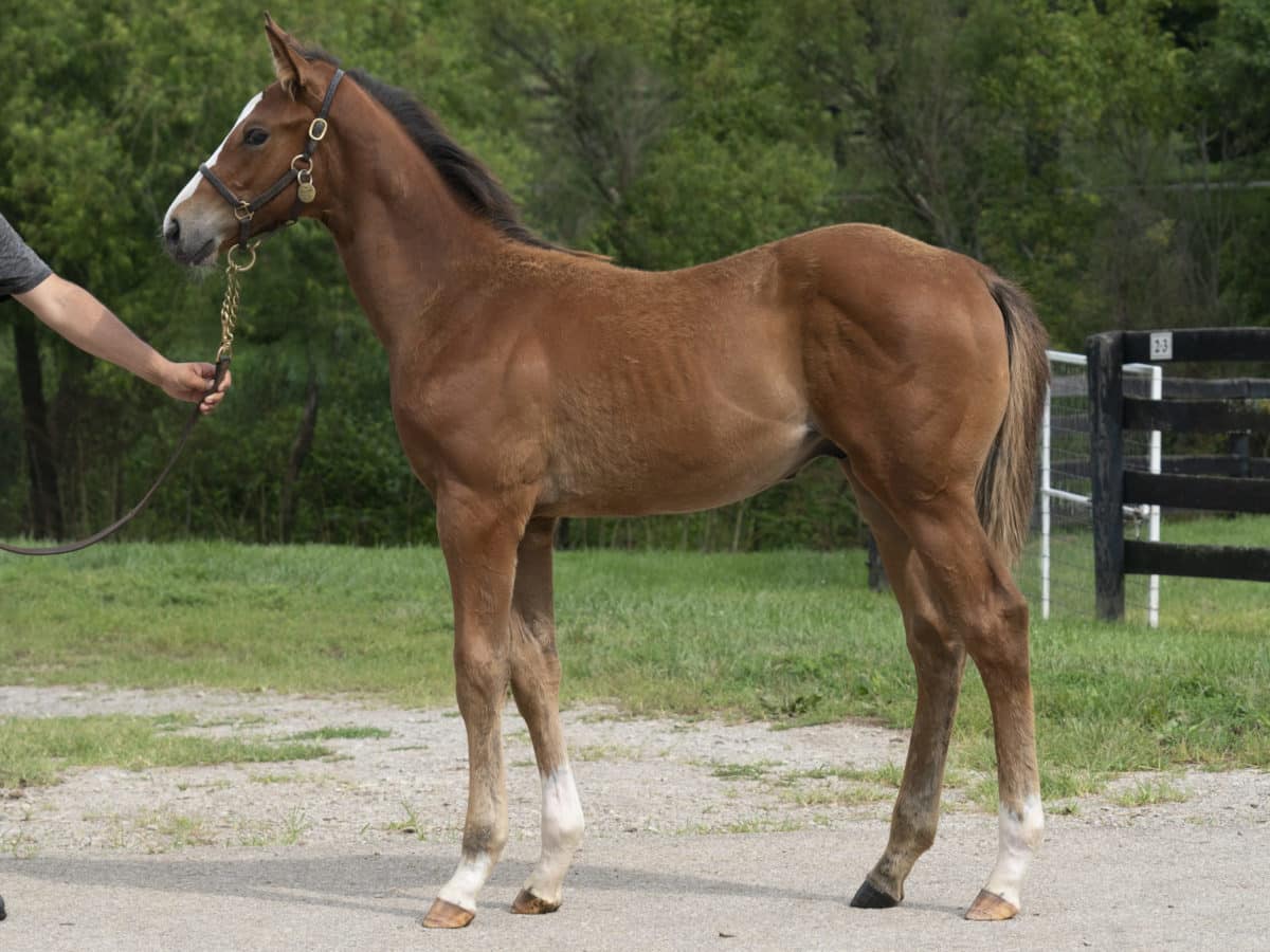 Pomeroys Pistol colt | Pictured at 3 months old | Bred by Jeff Drown & Don Rachel | Mathea Kelley photo