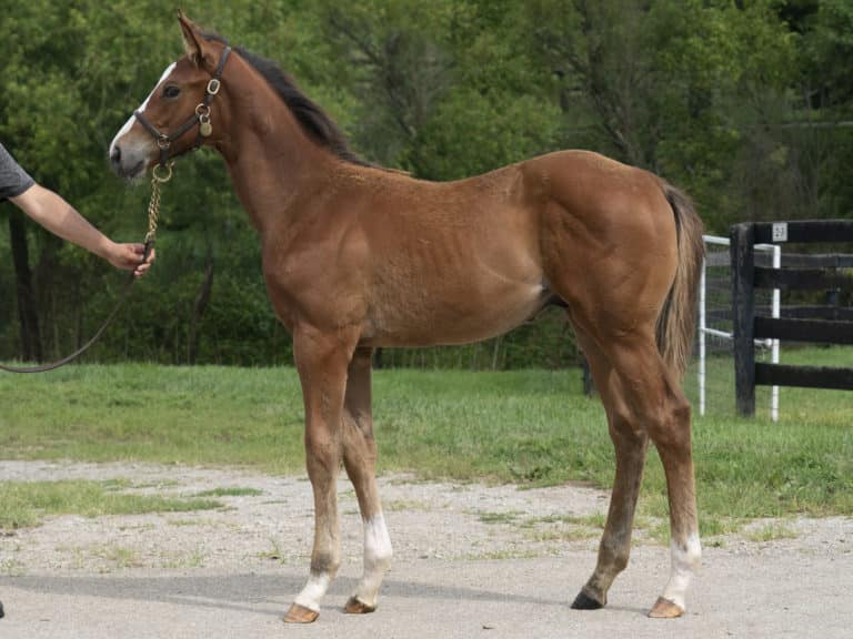 Pomeroys Pistol colt | Pictured at 3 months old | Bred by Jeff Drown & Don Rachel | Mathea Kelley photo