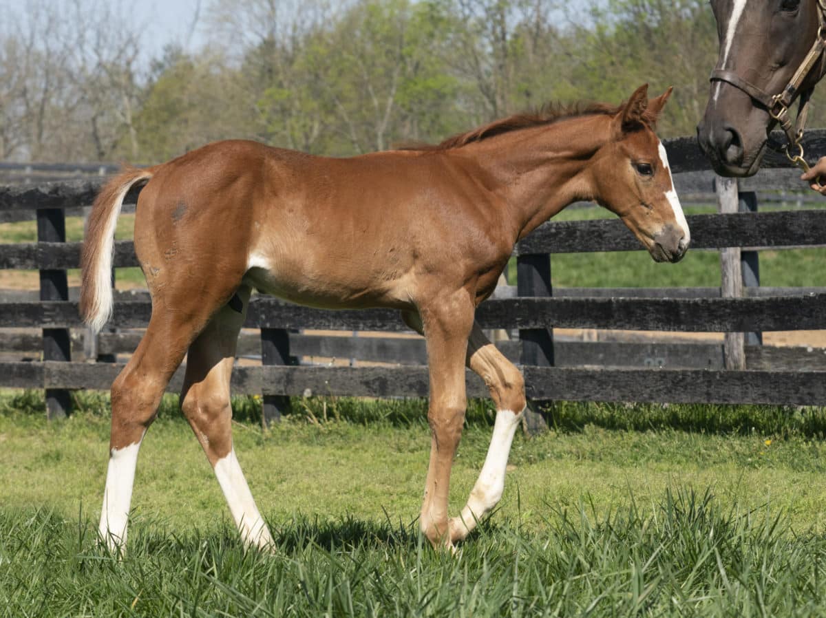 Queen's Wood colt | Pictured at 47 days old | Bred by Haymarket Farm | Mathea Kelly photo
