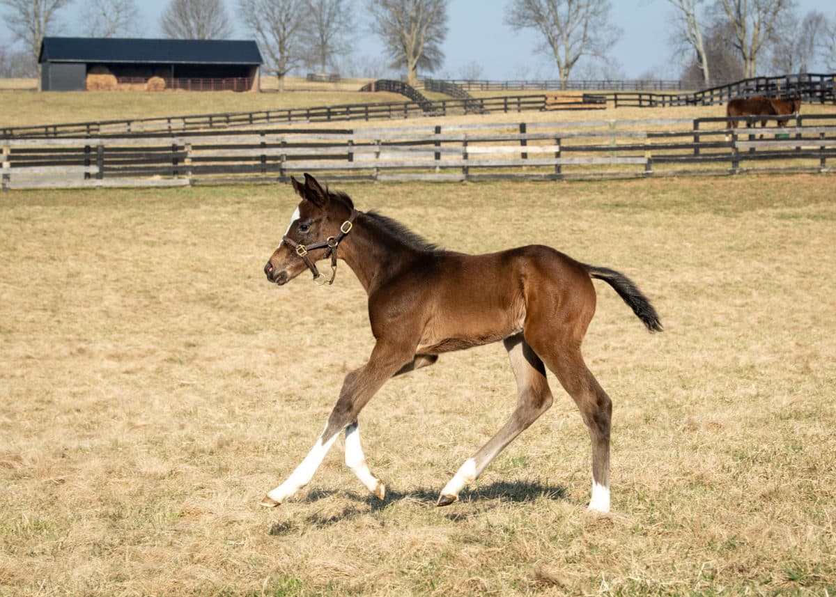 Singita filly | Pictured at 12 days old | Bred by Thor-Bred Stables | Spendthrift Farm Photo