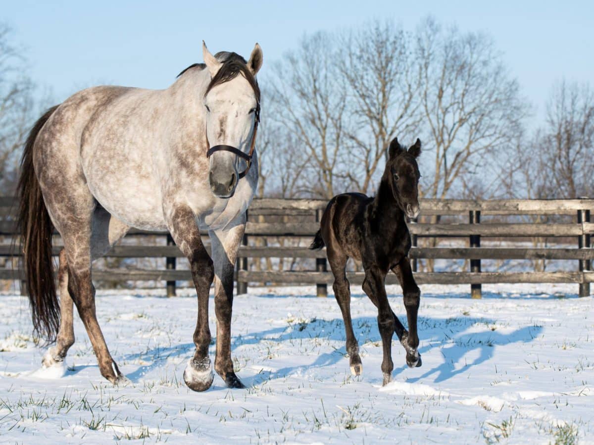 Streak of Luck colt | Pictured at 2 days old | Bred by Marie Jones | Kelcey Lodges Photo