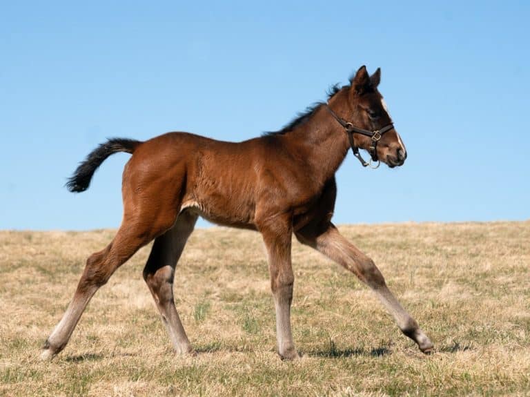 Supreme colt | Pictured at 3 weeks old | Bred by Stonestreet | Mathea Kelly photo