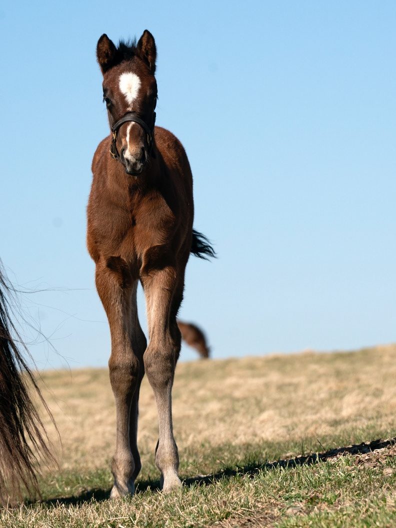 Supreme colt | Pictured at 3 weeks old | Bred by Stonestreet | Mathea Kelly photo