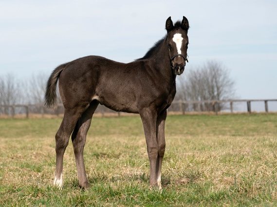 Suraya filly | Pictured at 5 weeks old | Bred by Phil & Christine Hatfield | Mathea Kelly photo