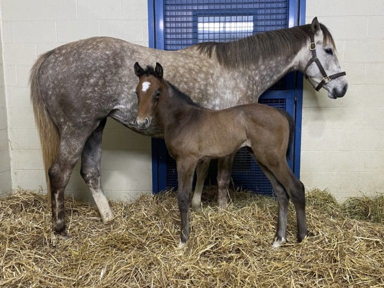 Tapit for Free filly | Pictured at 8 days old | Bred by Sycamore Hall Thoroughbreds