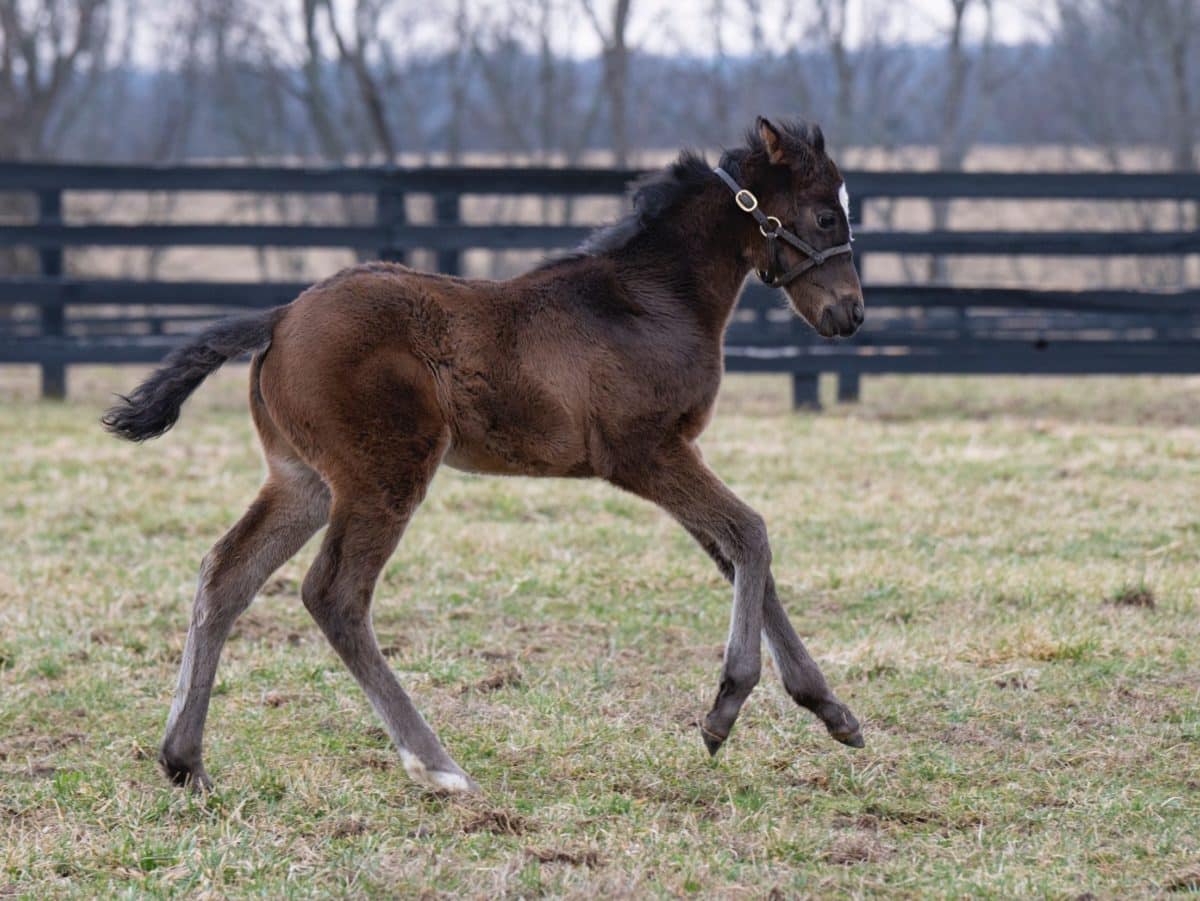 Trenchtown Cat filly | Pictured at 5 weeks old | Bred by Sam & Jo Pollock | Kelcey Loges Photo