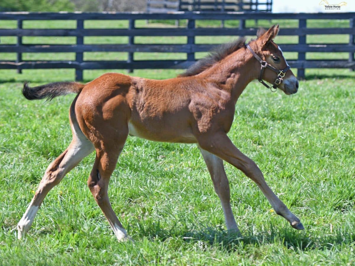 Truly Gifted filly | Pictured at 4 weeks old | Bred by Drumkenny Farm, American Equistock & Dromoland Farm | Yellow Horse Marketing photo