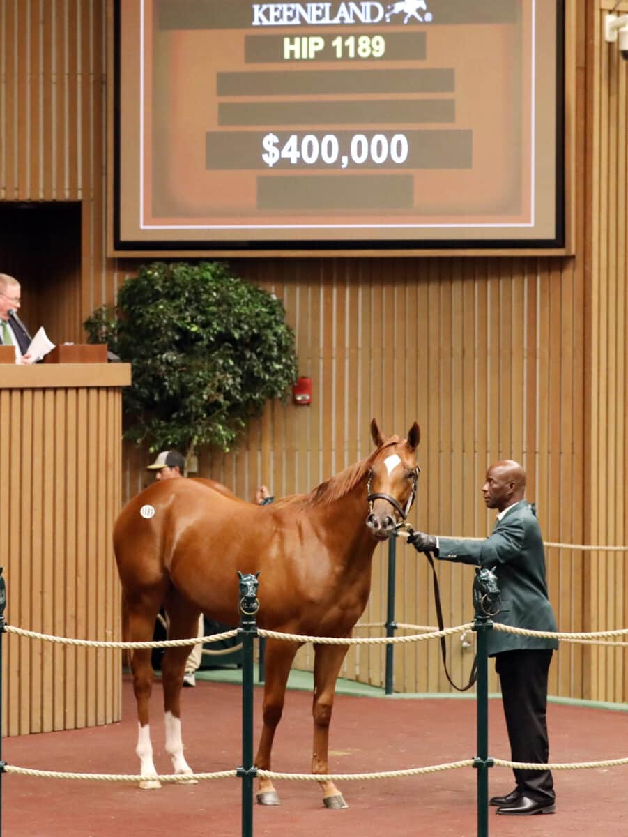 $400,000 at '23 KEESEP | Filly o/o Blue Kisses | Purchased by Tommy Town Thoroughbreds | Z photo