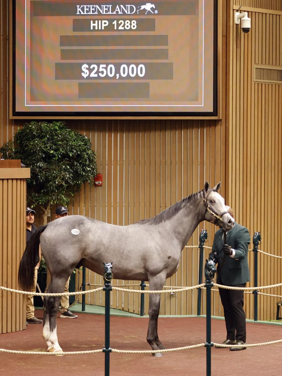 $250,000 at '23 KEESEP | Colt o/o Hua Mulan | Purchased by G S Inversiones Hipicas | Z photo