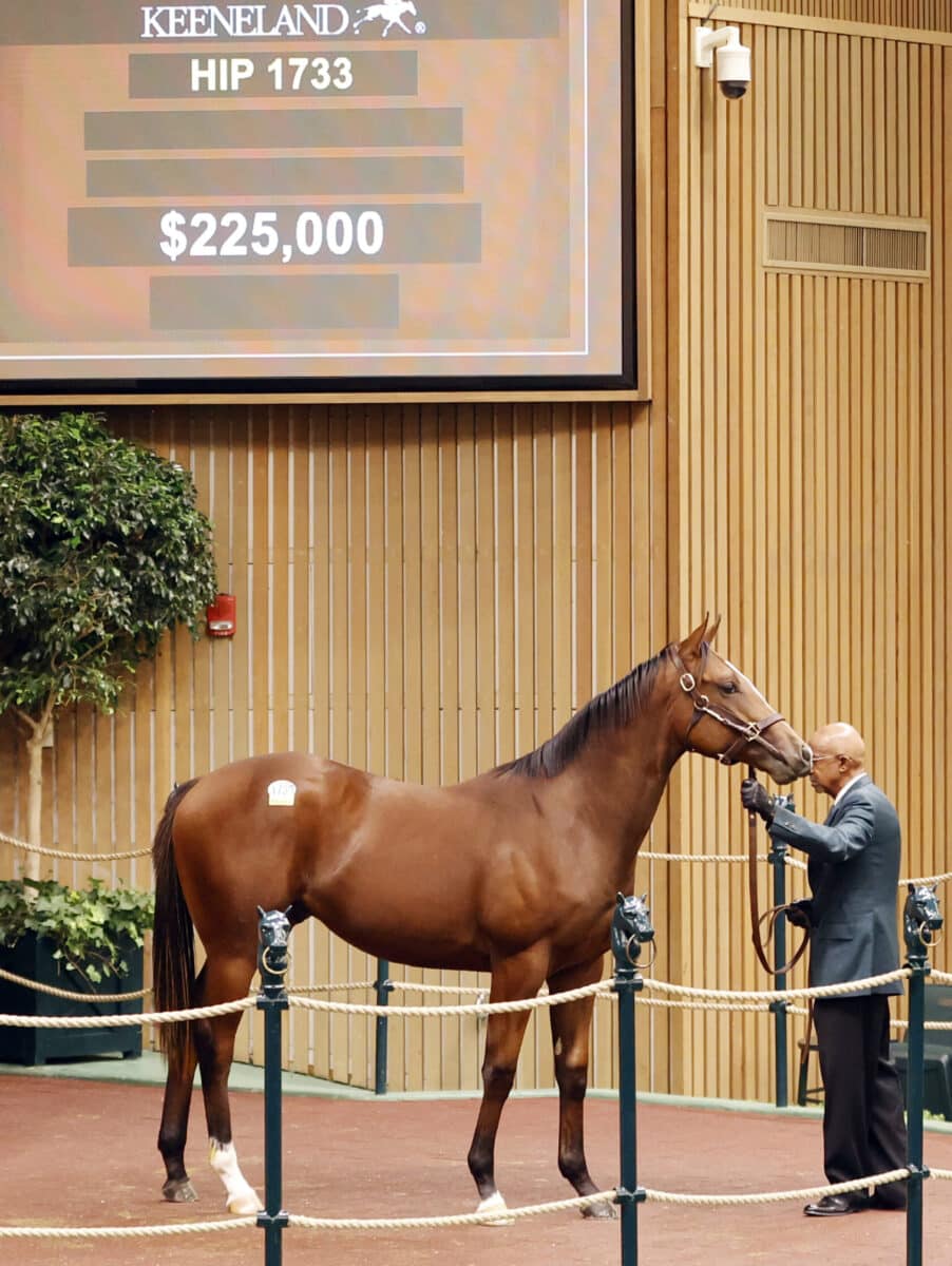 $225,000 at '23 KEESEP | Colt o/o Hidden Facts | Purchased by Kinsman Farm | Z photo