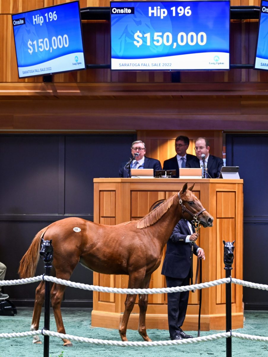 $150,000 at '22 F-T Sar Fall | Colt o/o Nice Smile | Purchased by Glencrest Farm Daily Bloodstock, Agent | Skip Dickstein photo