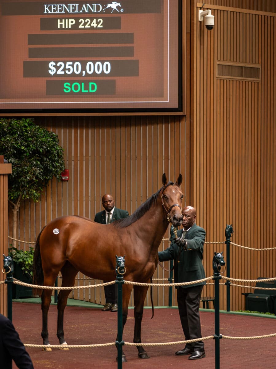 $250,000 at '23 KEESEP | Filly o/o Patricia's Ring | Purchased by Ben McElroy, Agent | Nicole Finch photo