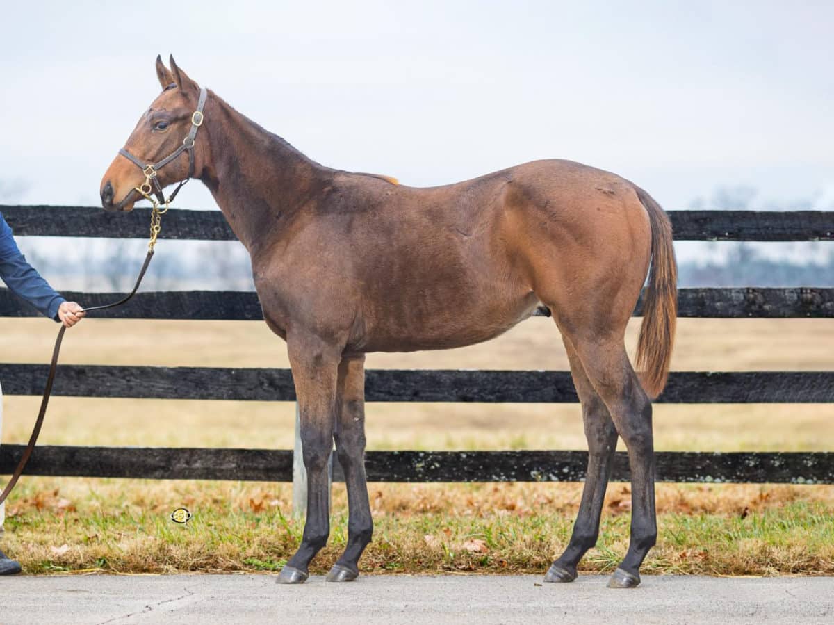 $290,000 at '22 KEENOV | Colt o/o Female Drama | Purchased by Oreo Racing | Courtesy Keeneland