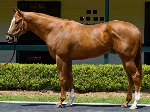 $350,000 at '24 F-T Midlantic | Colt o/o Scion Power | Purchased by Flurry Racing Stables | Z photo