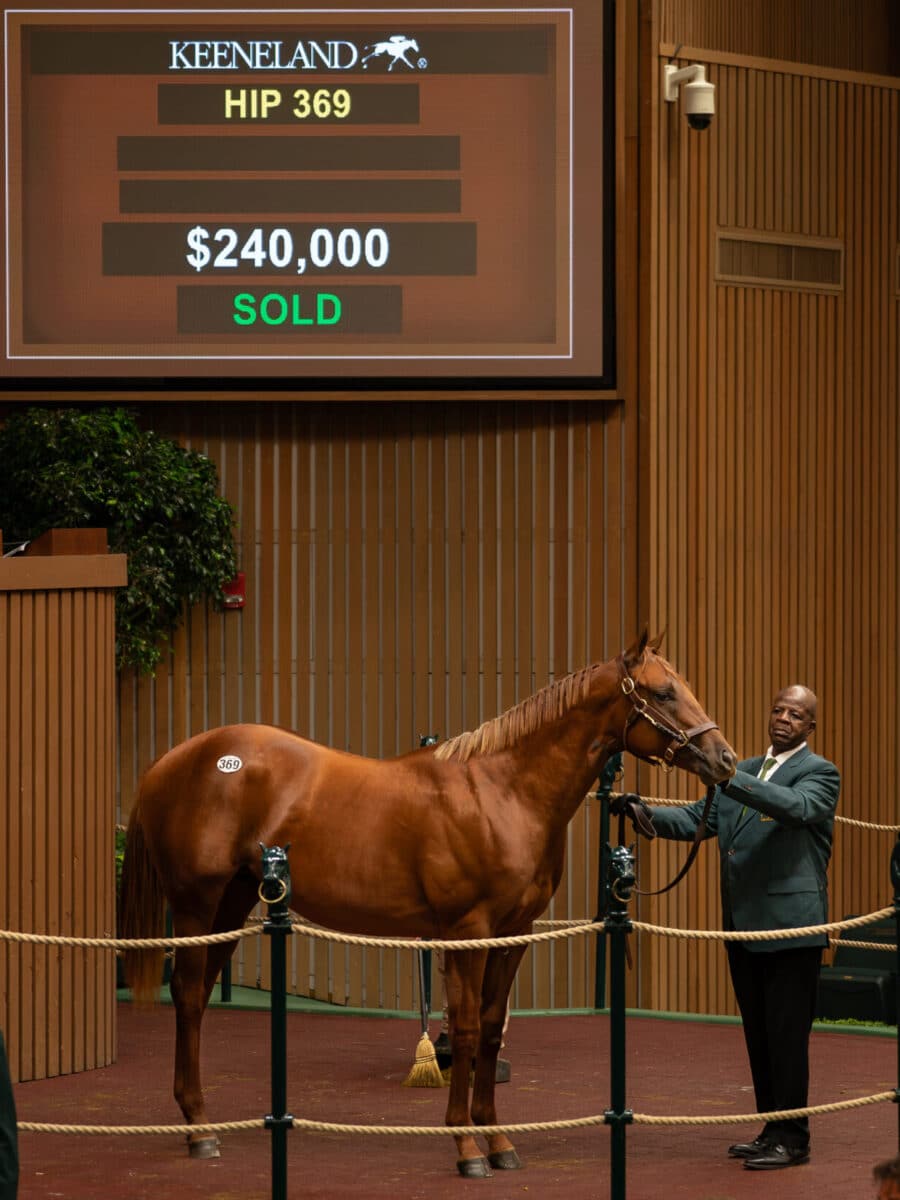 $240,000 at '23 KEESEP | Colt o/o Terminology | Purchased by Starlight Racing/Harrell Ventures | Nicole Finch photo