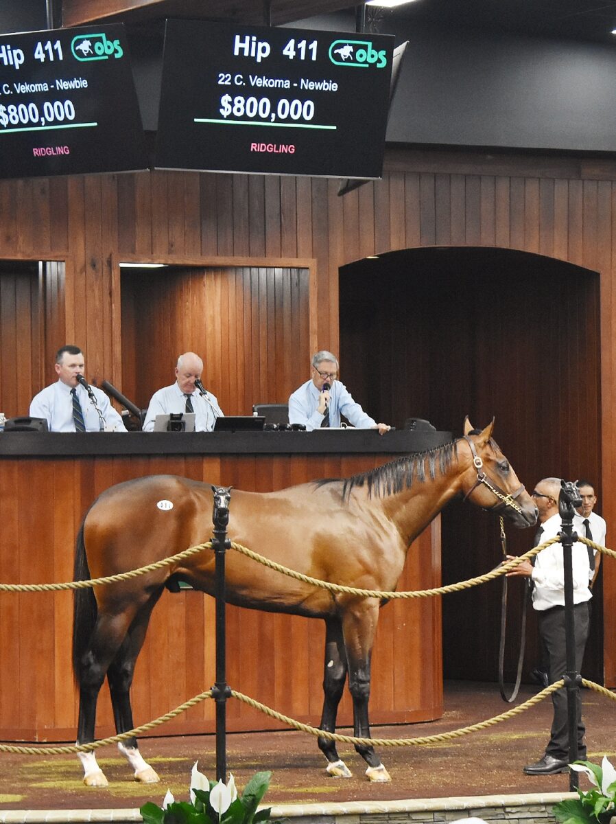 $800,000 at '24 OBSAPR | Colt o/o Newbie | Purchased by Donato Lanni, Agent for Zedan Racing Stable | Judit Seipert photo