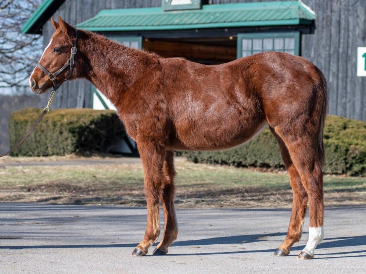 $130,000 at '23 KEEJAN | Filly o/o Fay Na Na | Purchased by Dume Dog Bloodstock | Courtesy Keeneland