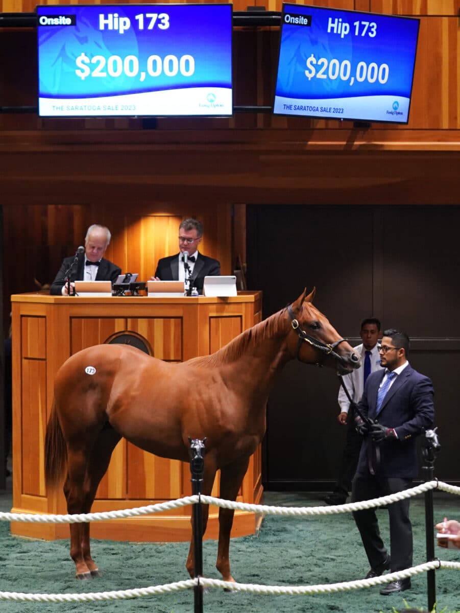 $200,000 at '23 F-T Saratoga | Colt o/o Star of the Empire | Purchased by Blacktype Thoroughbreds | Z photo