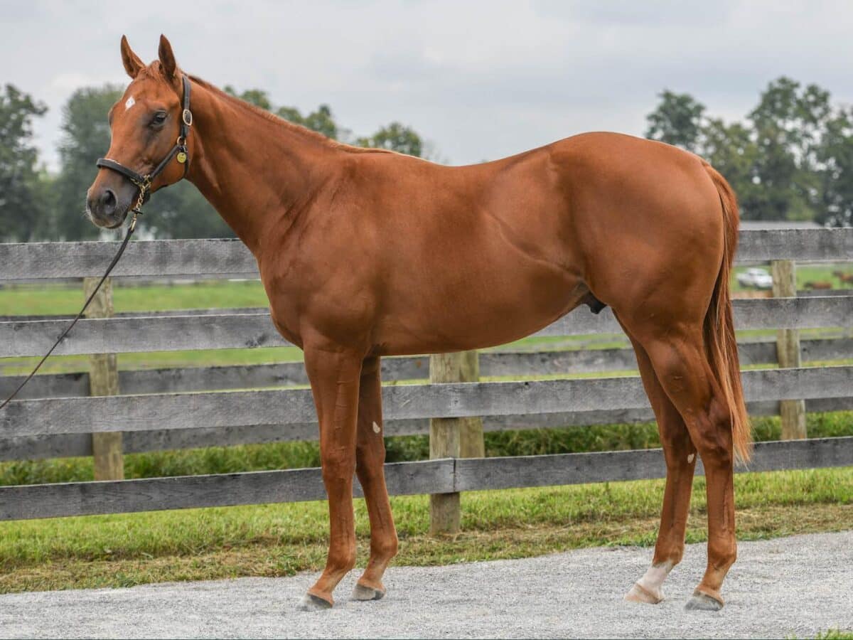 $280,000 at '23 KEESEP | Colt o/o Scripted | Purchased by Hartley/DeRenzo Thoroughbreds | Courtesy Keeneland