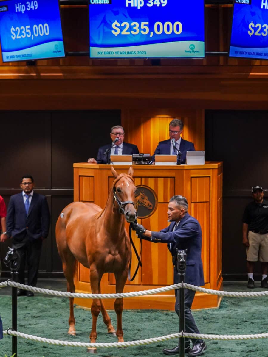 $235,000 at '23 F-T Saratoga | Filly o/o Mo Savings | Purchased by Eclipse Thoroughbred Partners & Repole Stable | Z photo