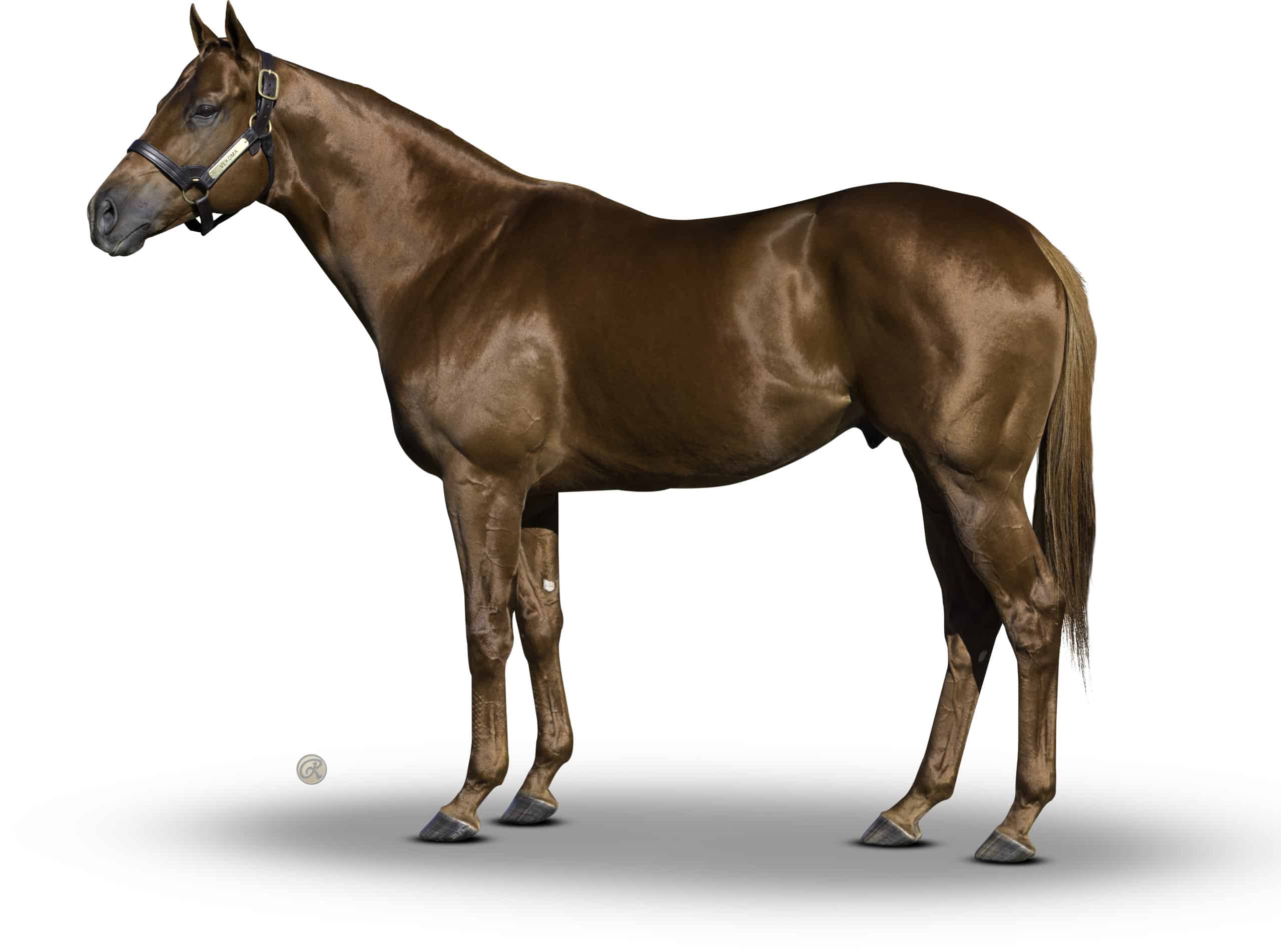 Vekoma - Thoroughbred Stallion at Spendthrift Farm, KY