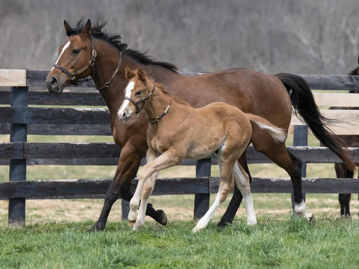 Wise Strike colt | Pictured at 40 days old | Bred by BlackRidge Stables | Kelcey Loges photo