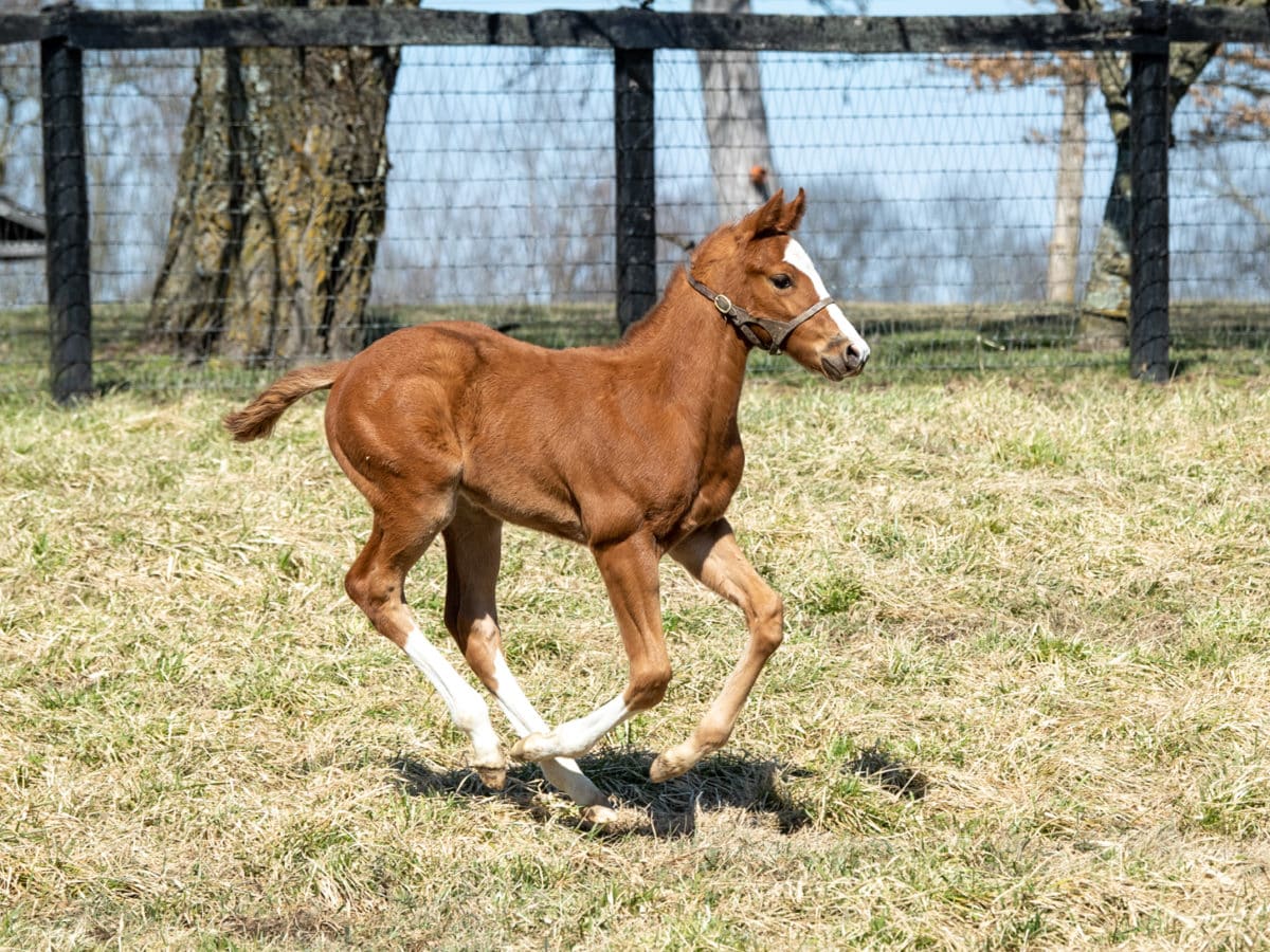 Saoirse Cat colt | pictured at 5 weeks old | Bred by Deann & Greg Baer