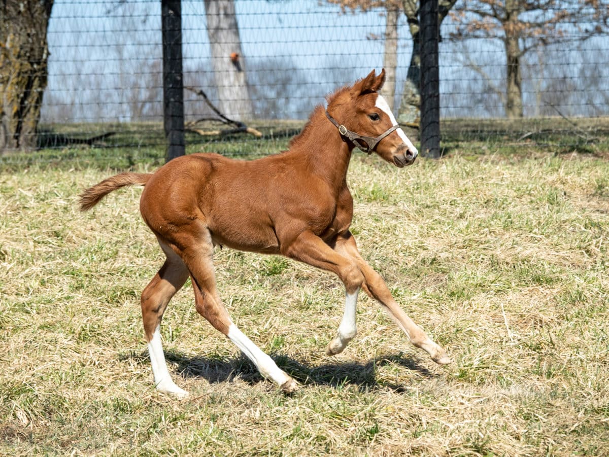 Saoirse Cat colt | pictured at 5 weeks old | Bred by Deann & Greg Baer