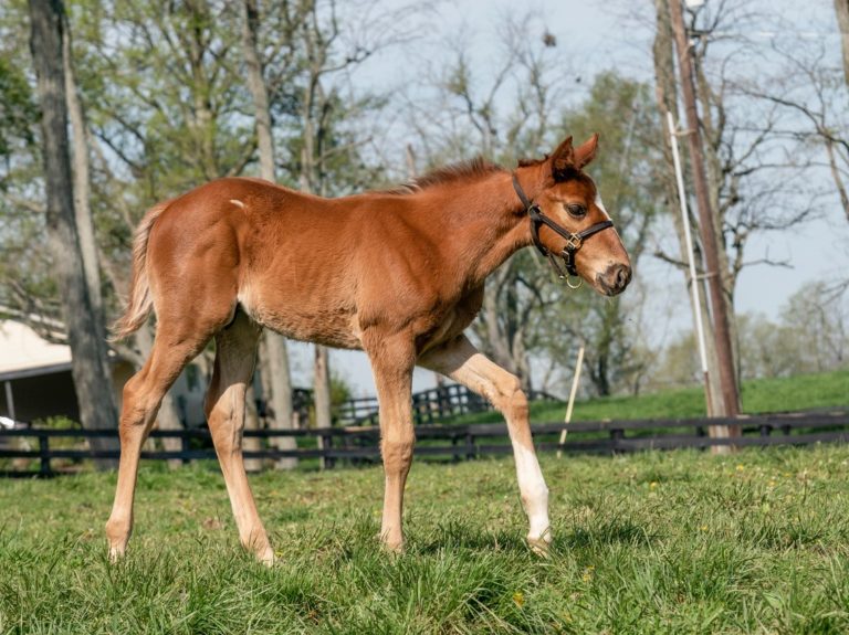 Electric Boat colt | pictured at 1 month old | Bred by Douglas Wert