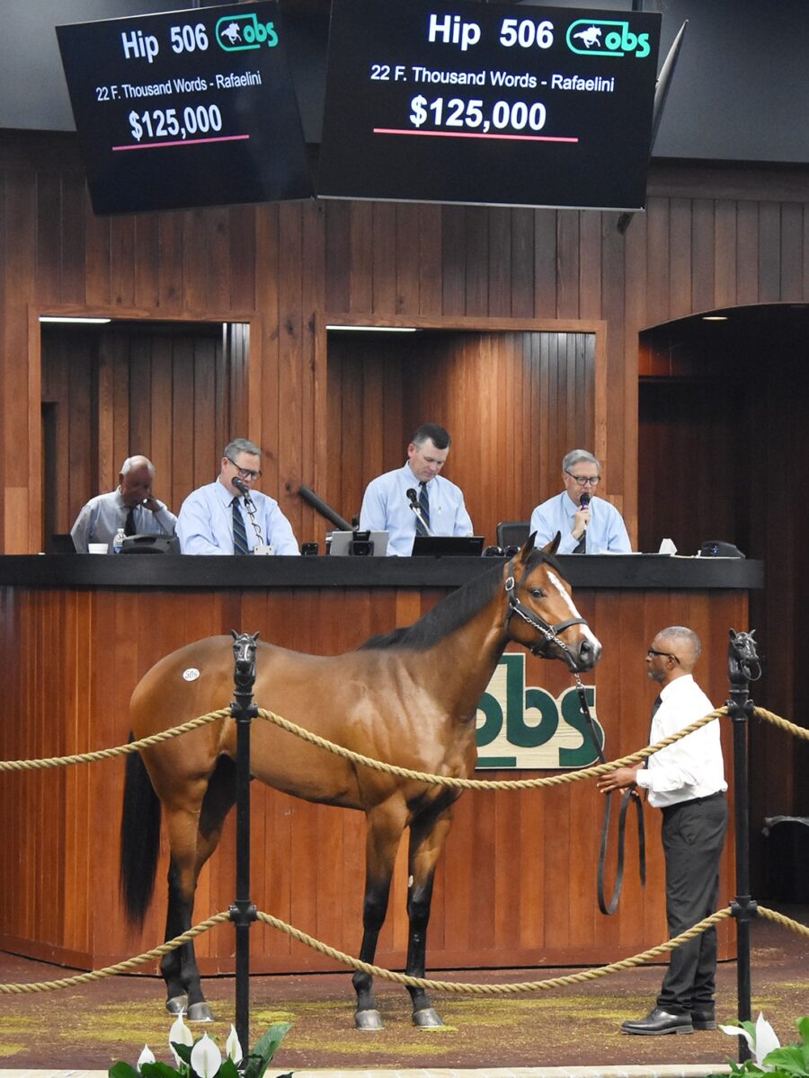 $125,000 at '24 OBSAPR | Filly o/o Rafaelini | Purchased by Wellbourne Thoroughbred Investements | Judit Seipert photo