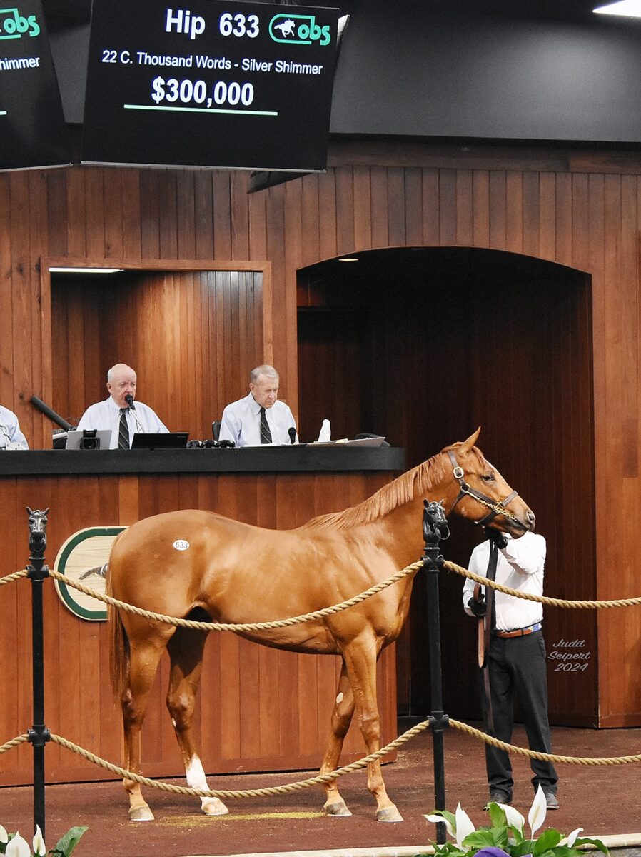 $300,000 at '24 OBSAPR | Colt o/o Silver Shimmer | Purchased by Spendthrift | Judit Seipert photo