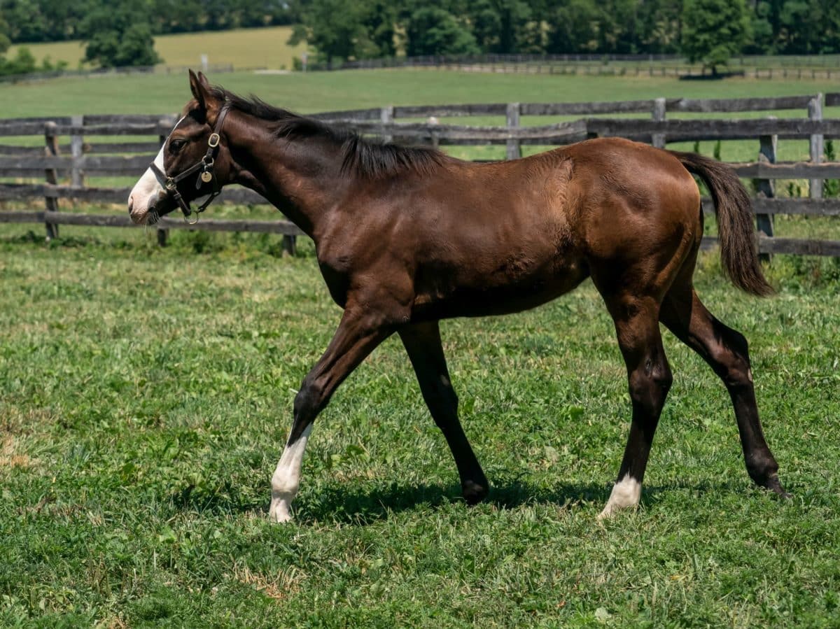 Impish filly | Pictured at around 3 1/2 months old | Bred by Jason Cline & Jerome Russell | Mathea Kelley photo