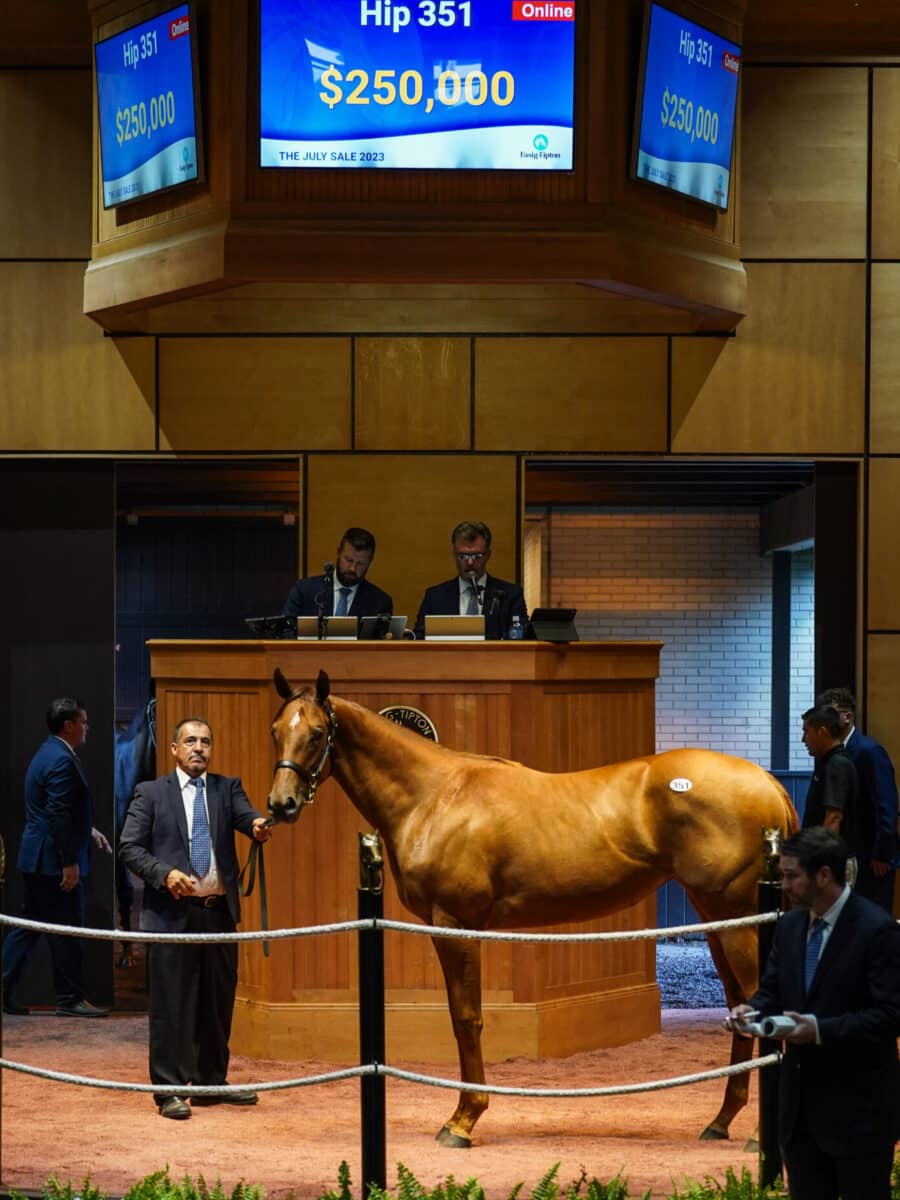 $250,000 at '23 F-T July | Filly o/o Izshelegal | Purchased by Stanley Stables | Nicole Finch photo