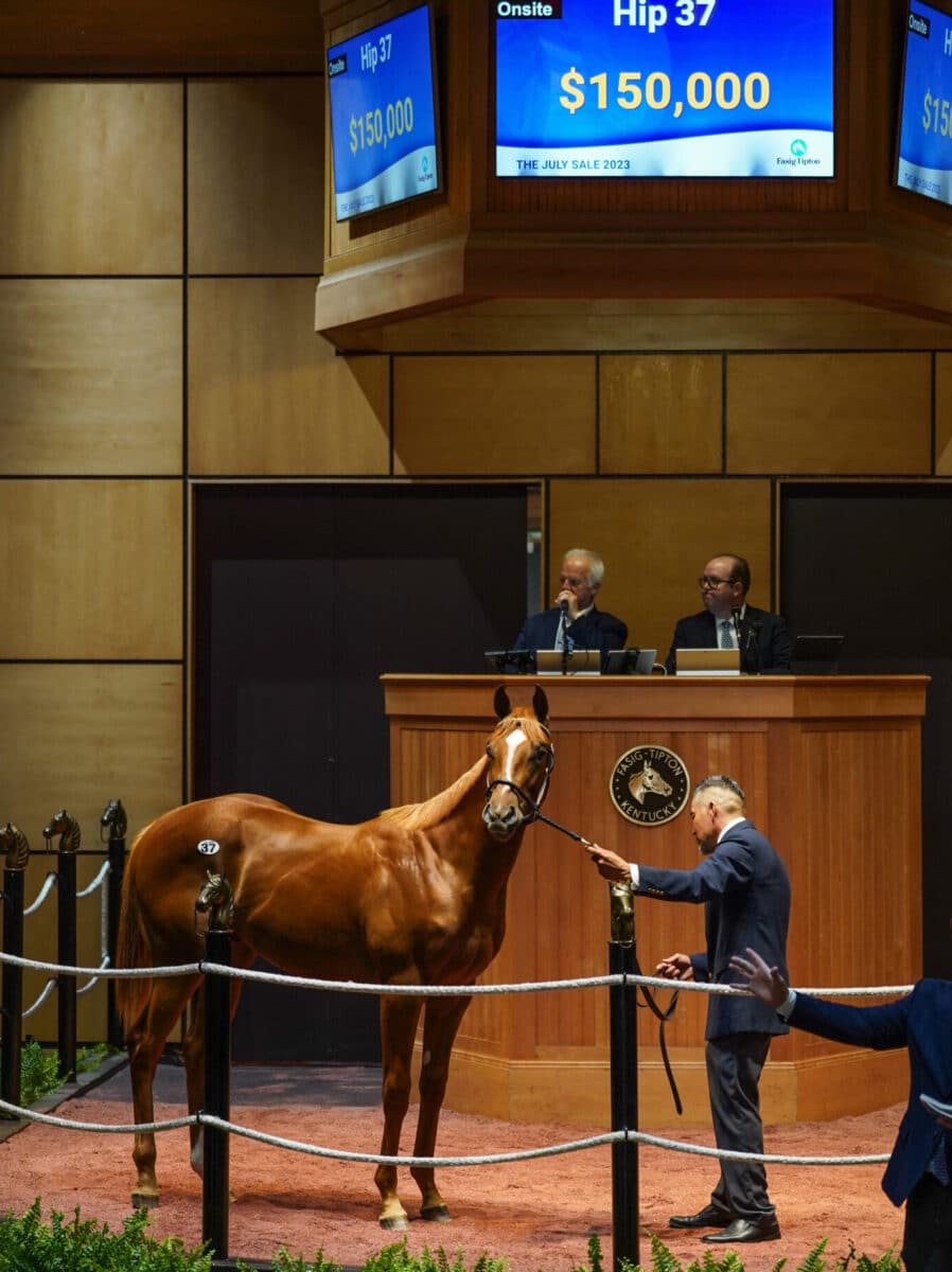 $150,000 at '23 F-T July | Colt o/o Silver Shimmer | Purchased by Champion Equine | Nicole Finch photo