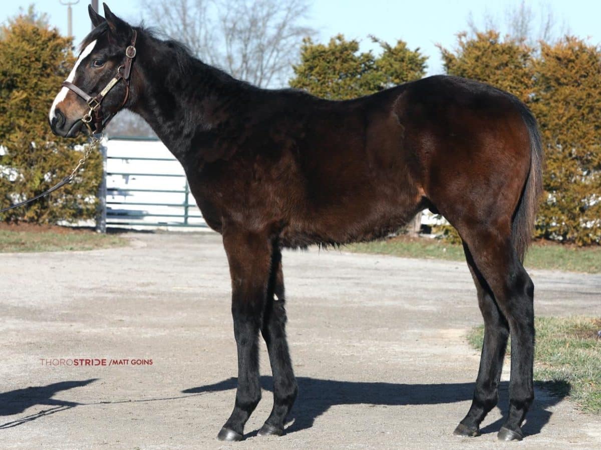 $45,000 at KEEJAN | Colt o/o Joe's Gift | Purchased by Margie Webb | Matt Goins photo