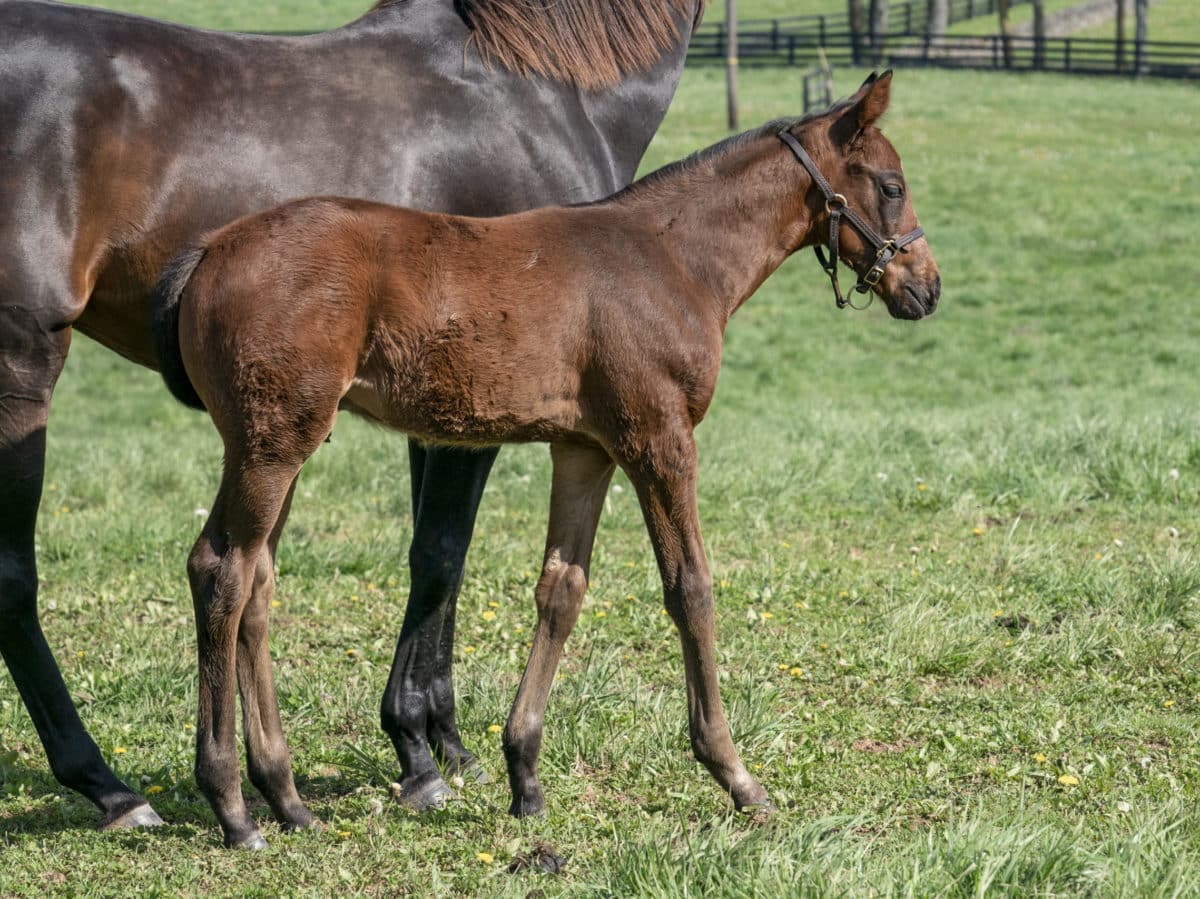 Slightly Tipsy colt | Pictured at 40 days old | Bred by Mark Erlandson | Mathea Kelley photo