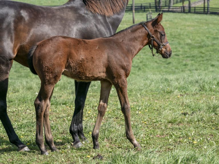 Slightly Tipsy colt | Pictured at 40 days old | Bred by Mark Erlandson | Mathea Kelley photo