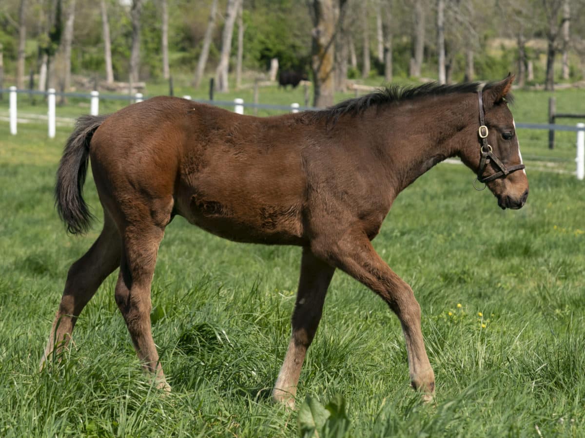 Into Oblivion colt | Pictured at 86 days old | Bred by James Paliafito & Joann Adams | Mathea Kelley photo