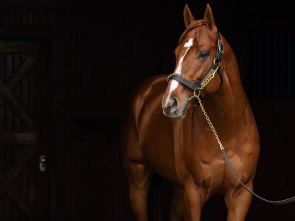 Vino Rosso is Curlin's all-time leading earner to date | Autry Graham photo