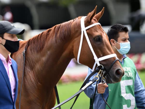 Champion Monomoy Girl | NYRA photo