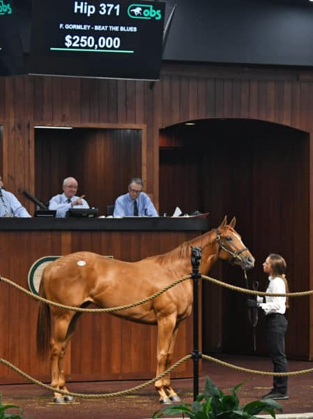 Hip 371, by Gormley, was the second highest-priced filly by a freshman sire at OBS March | Judit Seipert photo