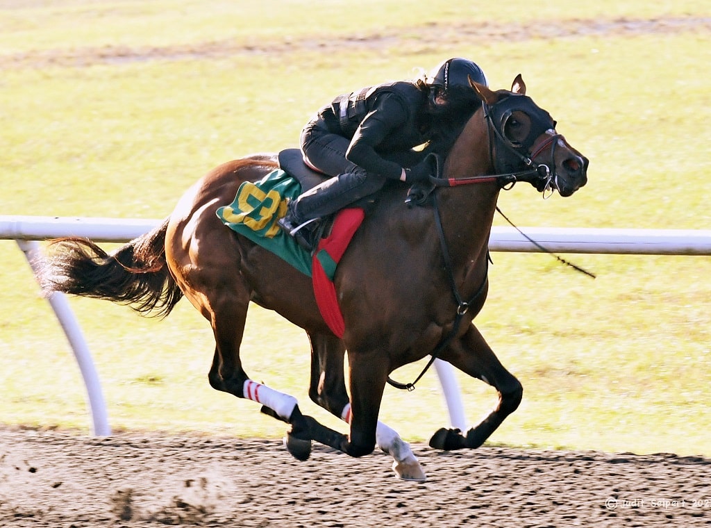 Gormley colt fires bullet at OBS Under Tack show Spendthrift A Kentucky Thoroughbred